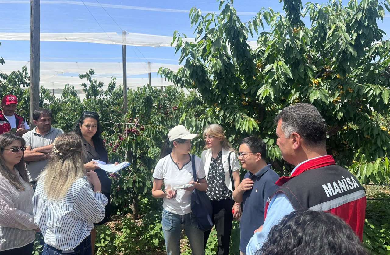 Manisa’da, Çin’e kiraz ihracatı için teknik inceleme gerçekleştirildi