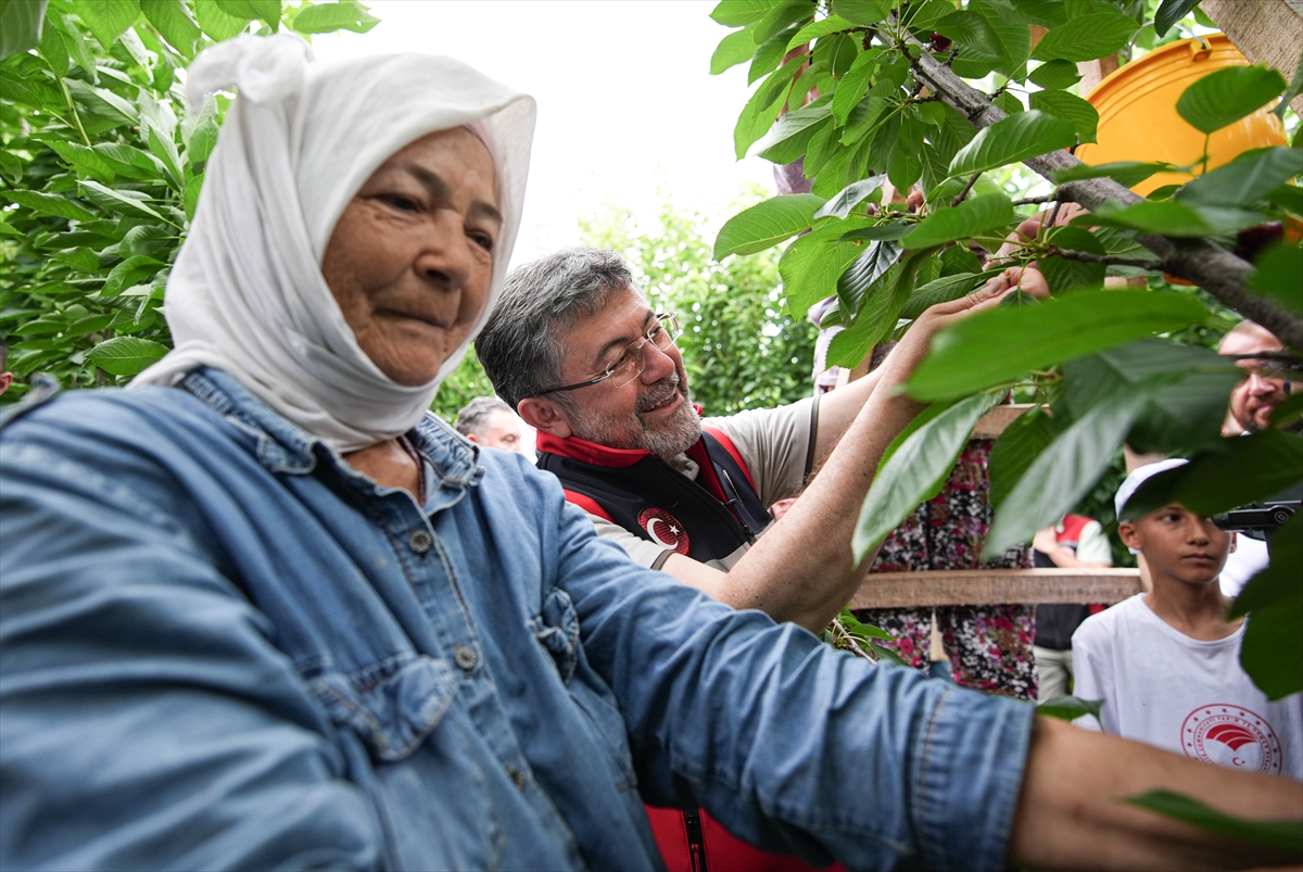 Kemalpaşa'da kiraz hasadı etkinliği