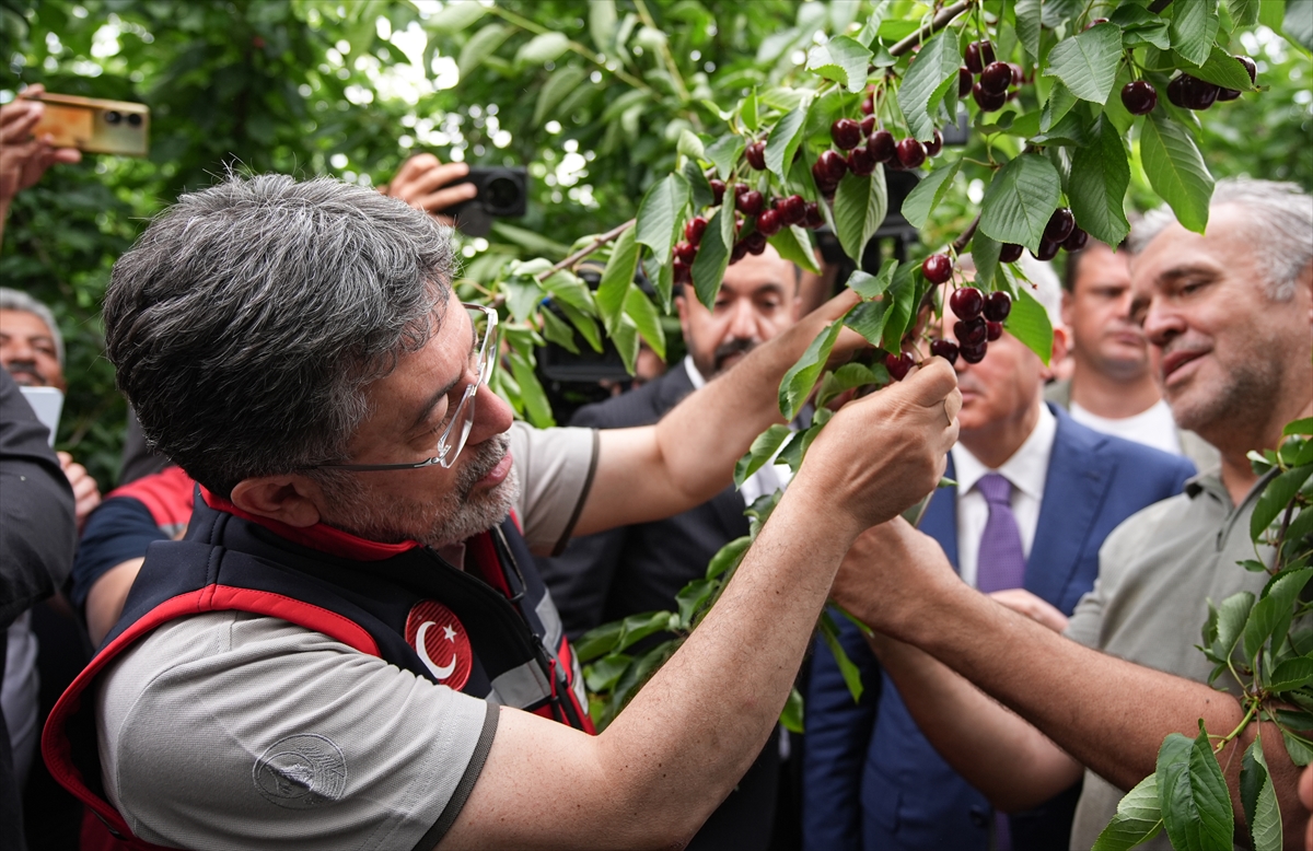 Kemalpaşa'da kiraz hasadı etkinliği
