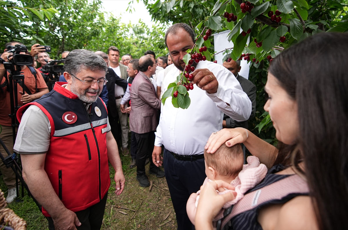 Kemalpaşa'da kiraz hasadı etkinliği