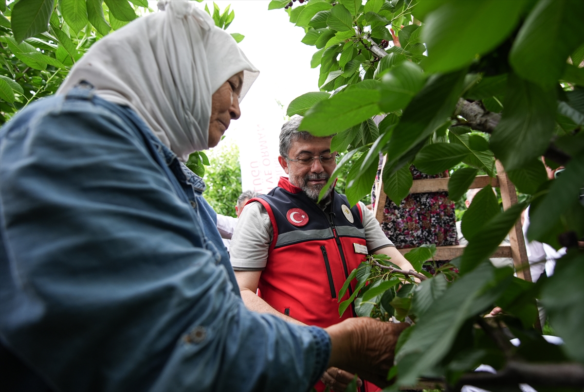 Kemalpaşa'da kiraz hasadı etkinliği