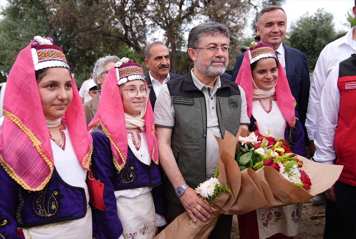 Kemalpaşa'da kiraz hasadı etkinliği