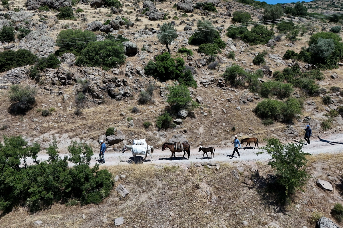 Mevsimlik işçiler at sırtında kekik topluyor