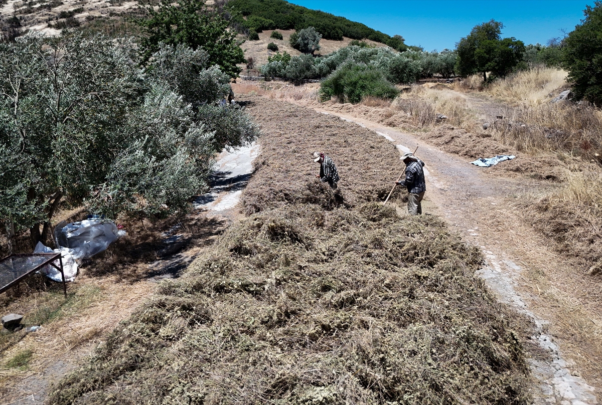 Mevsimlik işçiler at sırtında kekik topluyor