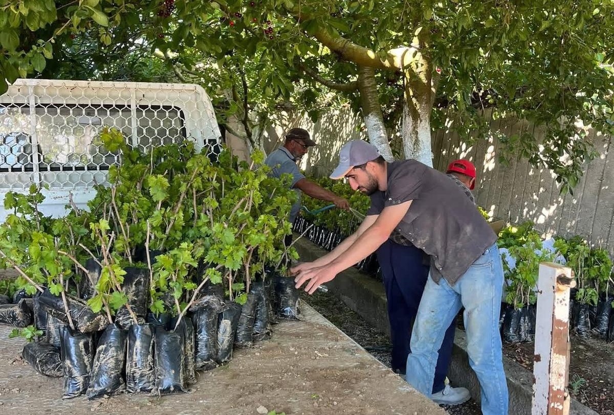 Manisalı kardeşlerin ürettiği fidanlar, Türkiye'nin dört bir yanına gidiyor
