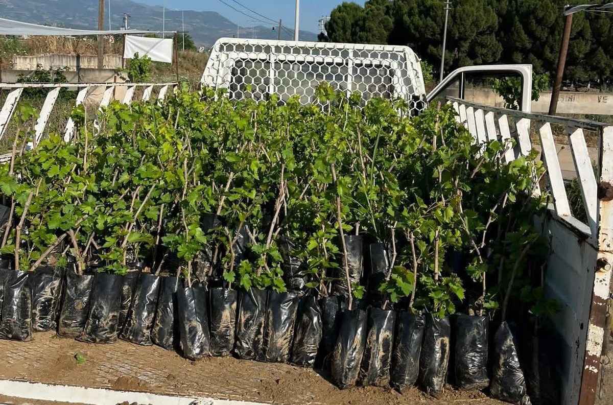 Manisalı kardeşlerin ürettiği fidanlar, Türkiye'nin dört bir yanına gidiyor