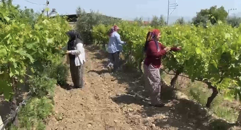 Belgesi Olmayan Üretici Zirai İlaç Alamayacak