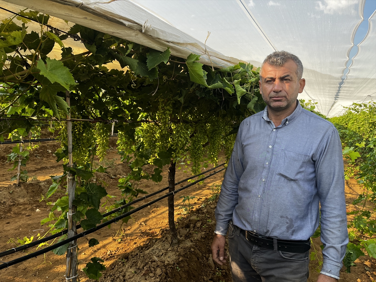 Üzüm üreticileri beyaz örtü mesaisinde