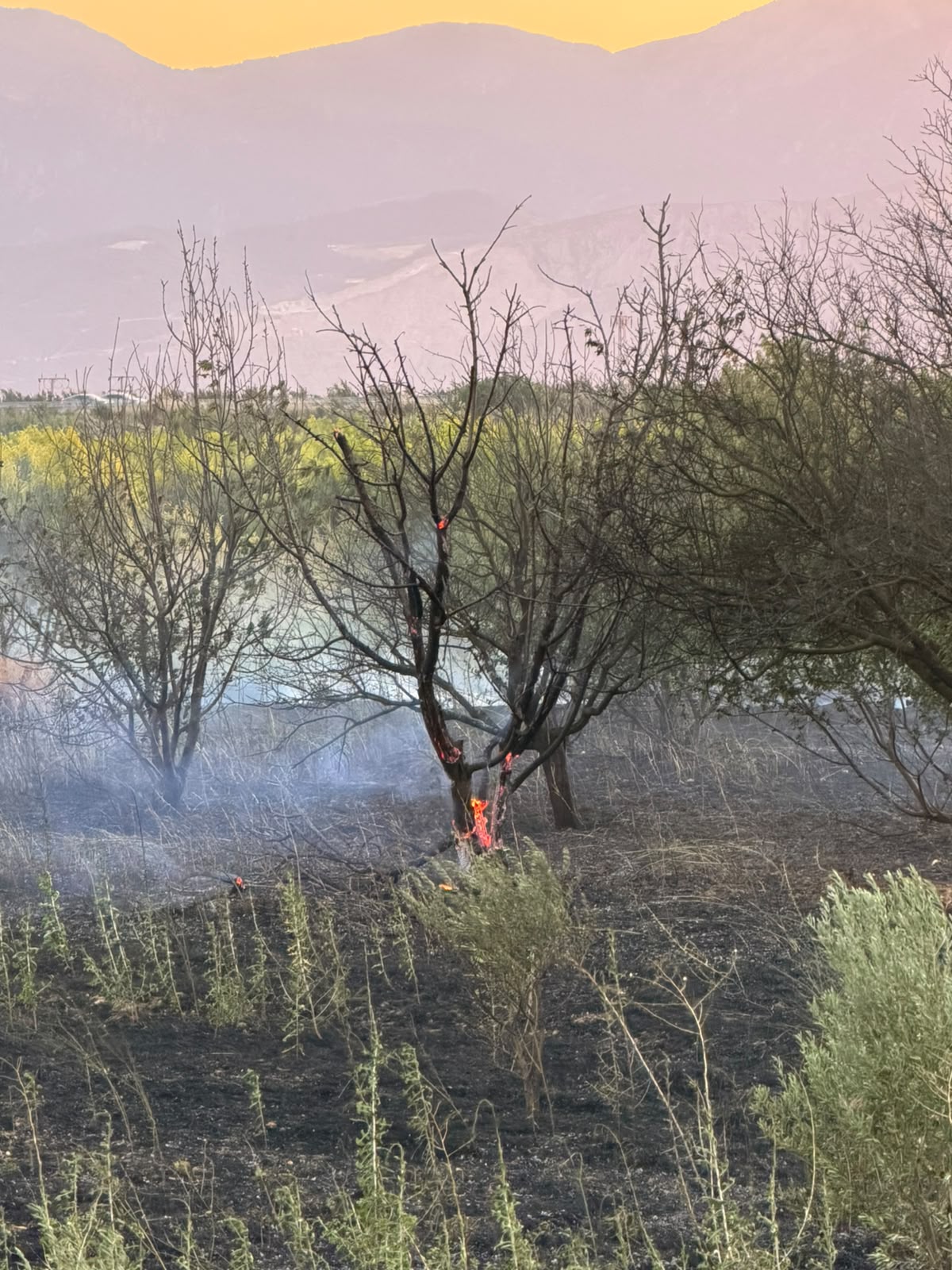 Sinirli'de anız yangını erik bahçesine sıçradı