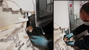Duvar ile panel arasına sıkışan kedi kurtarıldı