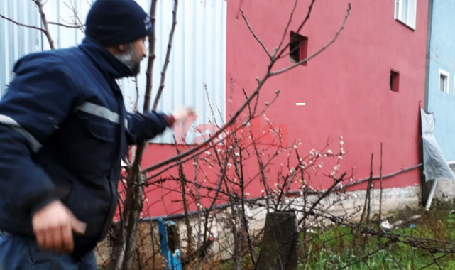 Erik ağacı ocak ayında çiçek açtı  