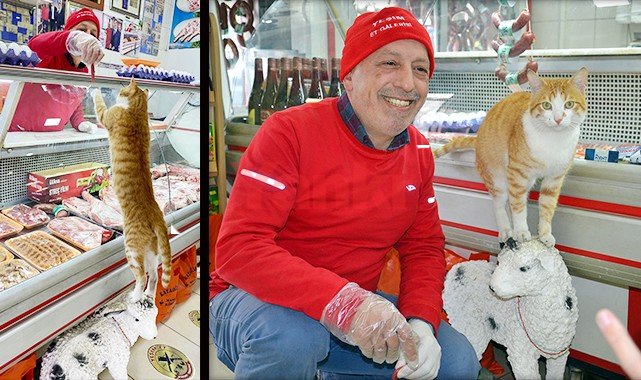Yeşim kediden sonra 'Sarı Kız' (TIKLA / İZLE)