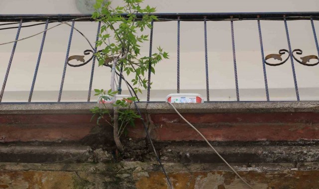 Balkon betonundan çıkan ağaç görenleri hayrete düşürüyor
