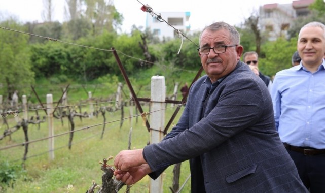 Salkım güvesiyle mücadeleye büyükşehirden destek
