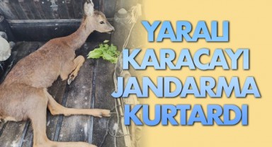 Yaralı karacayı jandarma kurtardı