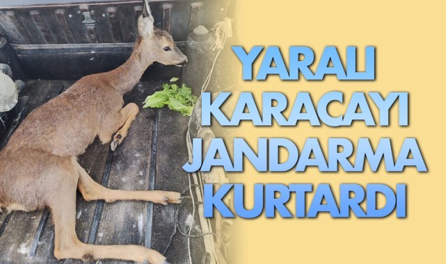 Yaralı karacayı jandarma kurtardı