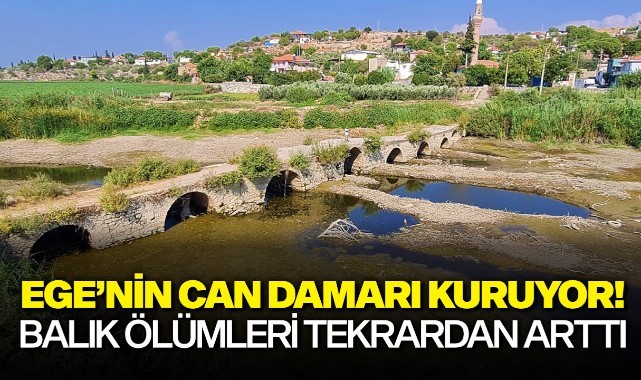 Ege'nin can damarı kuruyor! Yüzlerce balık öldü