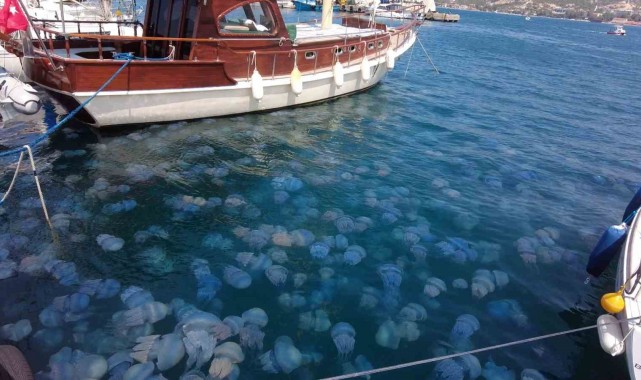 İzmir Foça'da denizanası istilası