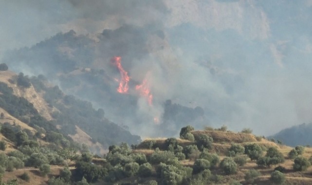 Manisa'da orman yangını havadan ve karadan müdahaleyle söndürüldü