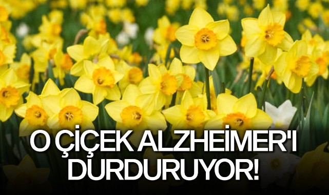 O çiçek Alzheimer'ı durduruyor!