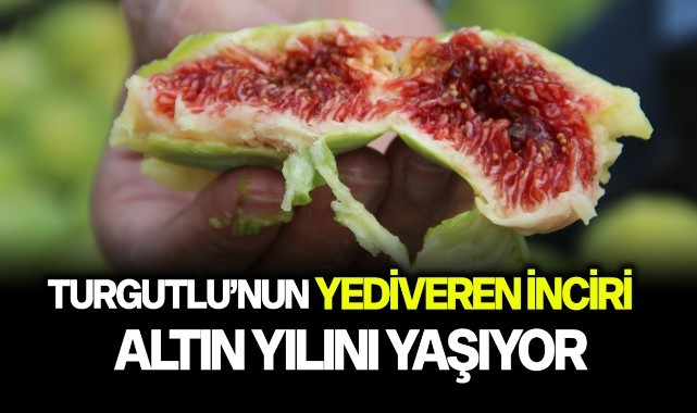 Turgutlu'nun yediveren inciri altın yılını yaşıyor