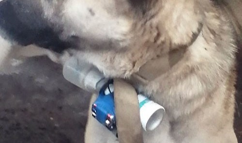 Ermeni silahlı gruplar, EYP bağladıkları köpek ile Karabağ'da Azerbaycan askerlerini hedef aldı   