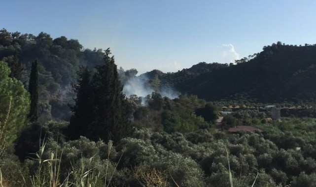 Köşk’te zeytinlik yangını korkuttu   