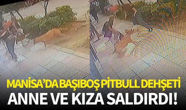 Manisa'da başıboş pitbull dehşeti: Anne ve kıza saldırdı!