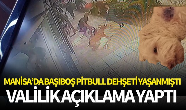 Manisa'da başıboş pitbull dehşeti yaşanmıştı! Valilik açıklama yaptı
