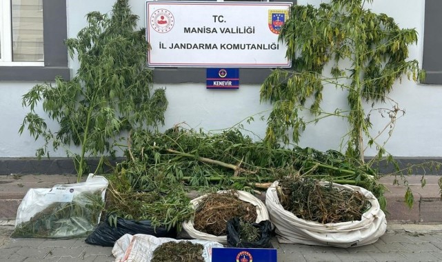 Ahmetli'de sazlıkların arasında kenevir ve esrar ele geçirildi
