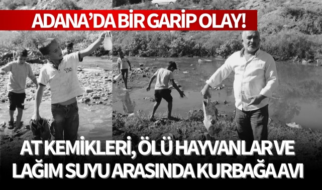 At kemikleri, ölü hayvanlar ve lağım suyu arasında kurbağa avı
