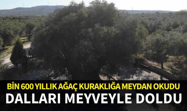 Bin 600 yıllık ağaç kuraklığa meydan okudu, dalları meyveyle doldu