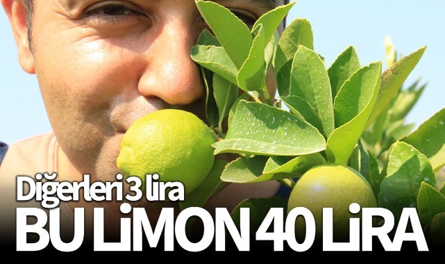 Bu limon 'yeşil limon' fiyatı: 40 TL, diğerleri 3 TL