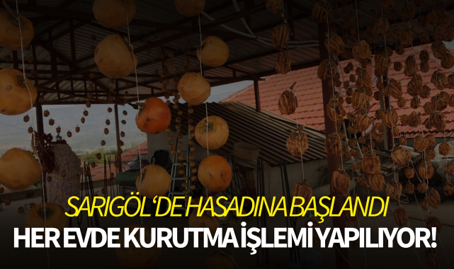 Cennet elması hasadına başlandı