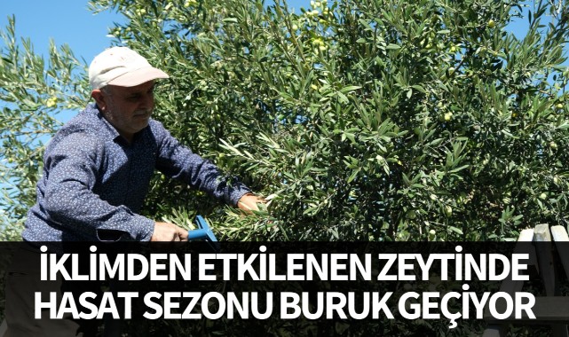 İklim şartlarından etkilenen zeytinde hasat sezonu buruk geçiyor