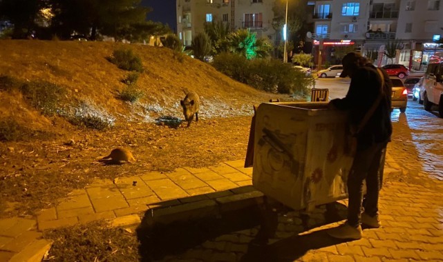 İzmir'de domuzlar şehre indi