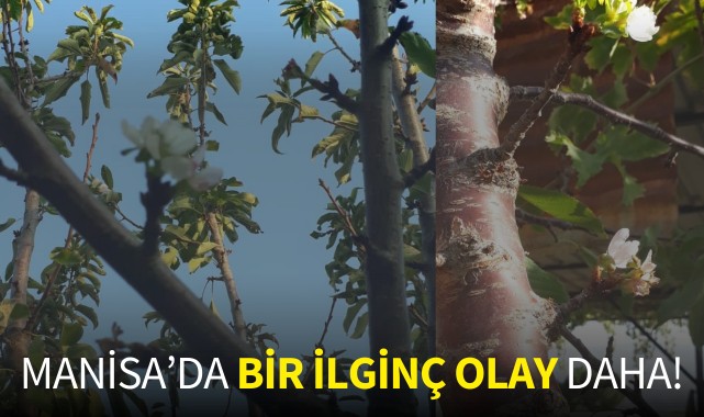 Manisa'da bir ilginç olay daha!