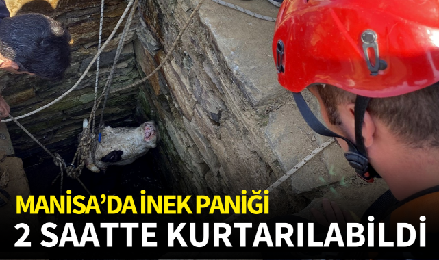 Manisa'da inek paniği: 2 saatte kurtarılabildi