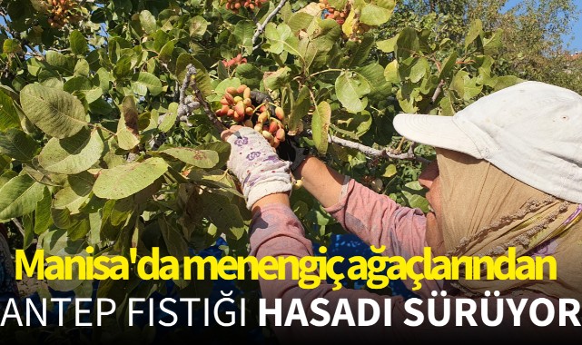 Manisa'da menengiç ağaçlarından Antep fıstığı hasadı sürüyor