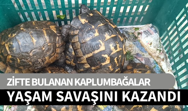 Zifte bulanan kaplumbağalar yaşam savaşını kazandı