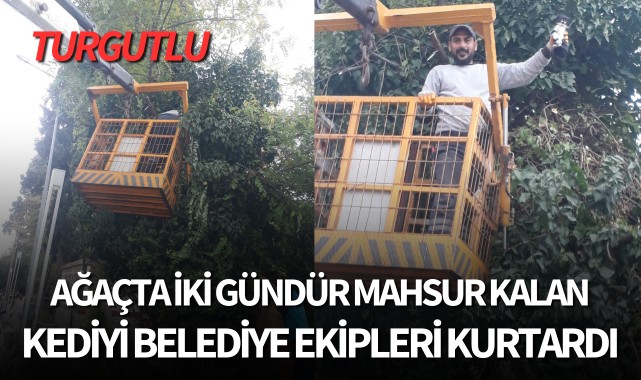Ağaçta iki gündür mahsur kalan kediyi belediye ekipleri kurtardı