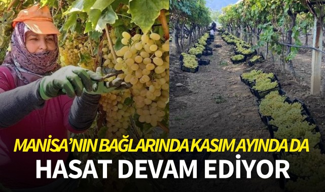 Manisa'nın bağlarında kasım ayında da hasat devam ediyor
