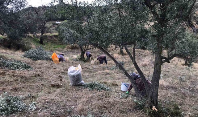 Üzüm hasadını bitiren üreticiler zeytin hasadına başladı