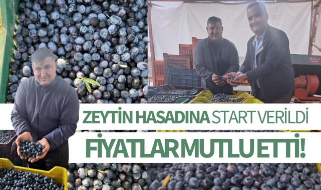 Zeytin hasadına start verildi: Fiyatlar mutlu etti!