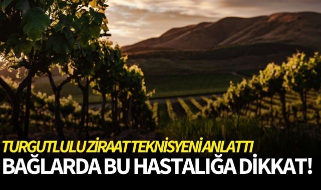 Ziraat Teknisyeni Kurul: 'Bağlarda Pornos Hastalığına Dikkat'