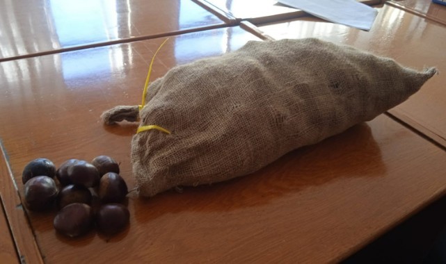 250 kilogram Çin Kestanesi ele geçirildi, satıcıya ceza kesildi!