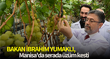Bakan İbrahim Yumaklı, Manisa'da serada üzüm kesti