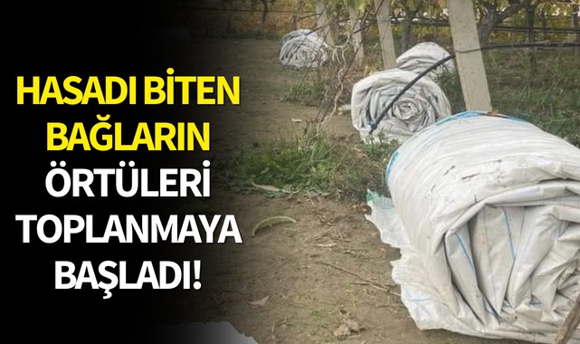 Hasadı biten bağların örtüleri toplanmaya başladı!