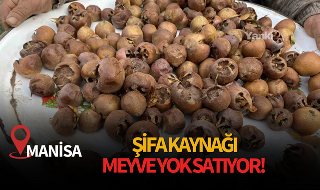 Manisa'da şifa kaynağı meyve yok satıyor!
