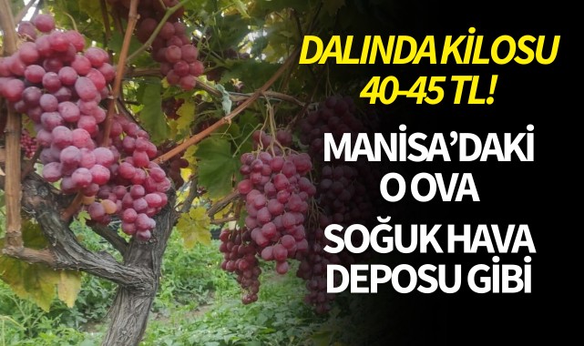 Manisa'daki o ova soğuk hava deposu gibi!
